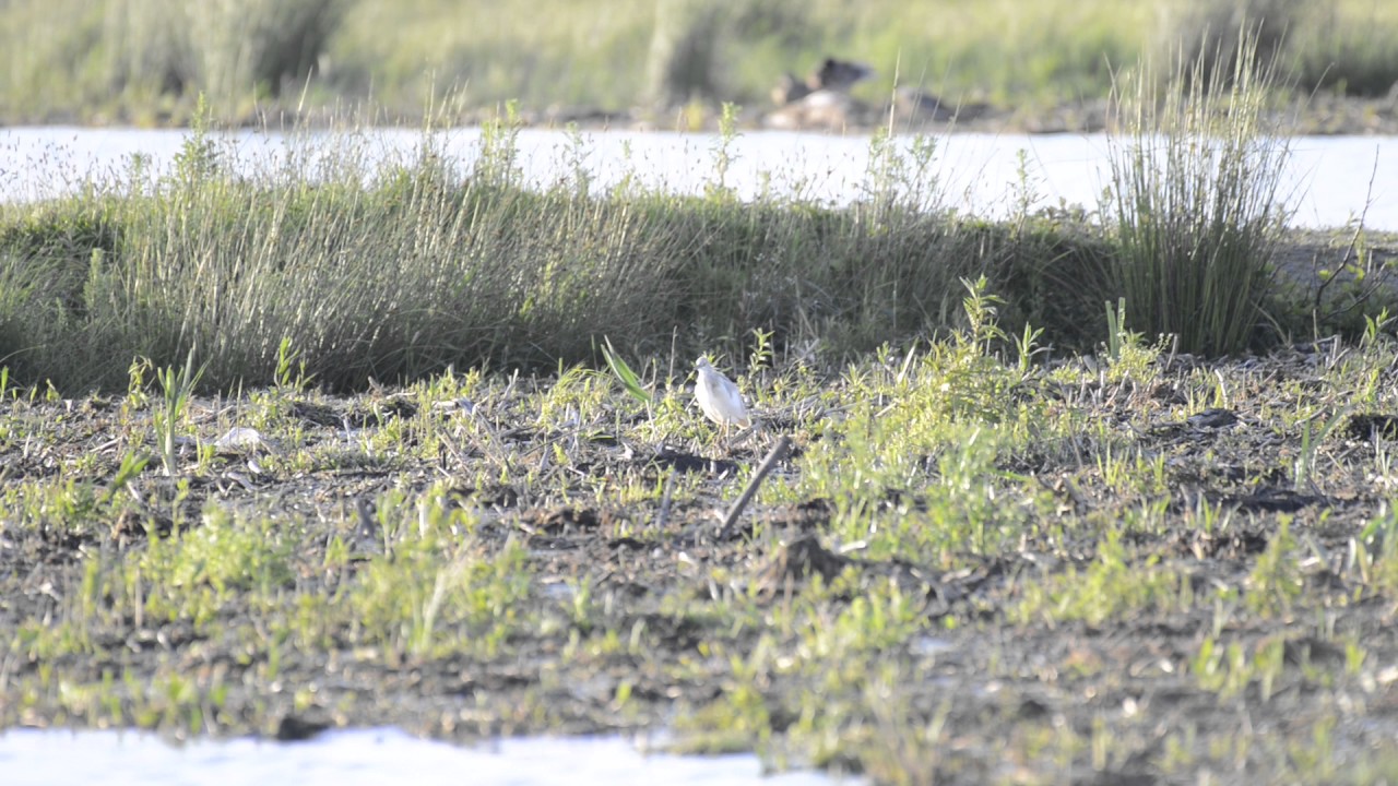 Ralreiger, 9 juni 2017, Zuidlaardermeergebied
