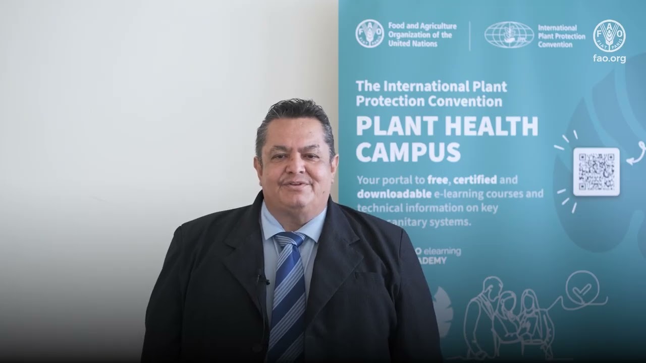 zonnehoed planten Zonnehoed Alba bestellen? Biologische Tuinplanten