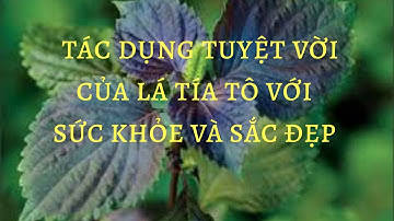 Tác dụng tuyệt vời của lá tía tô với sức khỏe và sắc đẹp| SỨC KHỎE XANH