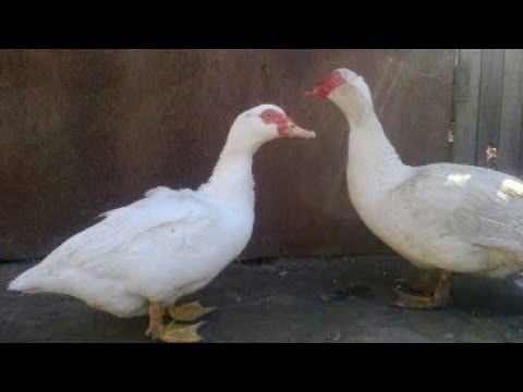 AĞ LAL ORDEKLE BASQA RENGI BIR VURANDA HANSI RENG ALINIR ? - YouTube