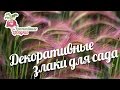 Декоративные злаки для сада #urozhainye_gryadki