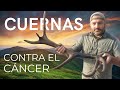 ???? Cuernas en la investigación contra el cáncer