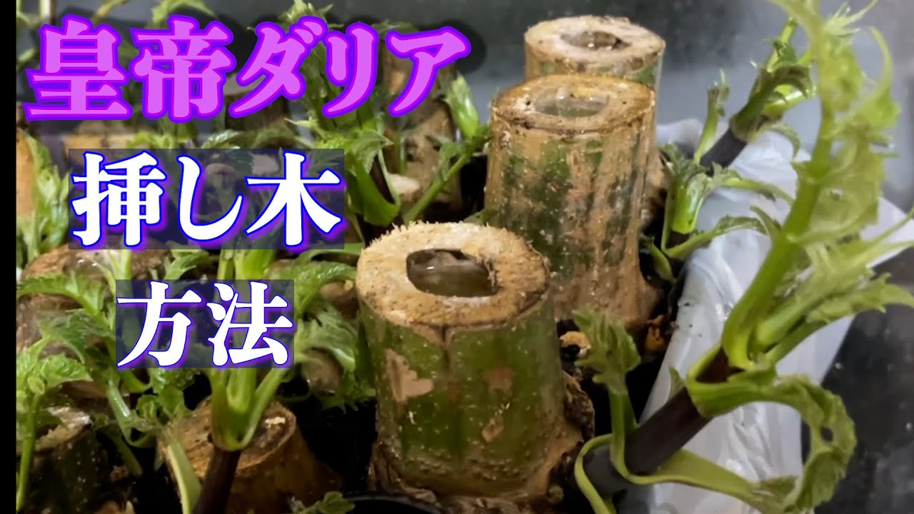 挿し木】皇帝ダリアの挿し木の方法 - YouTube