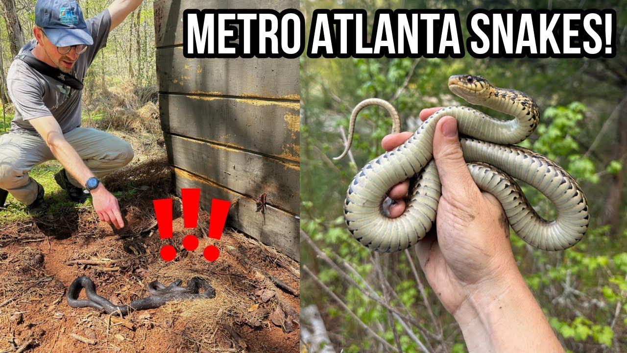 Snake Hunting in Metro Atlanta! Finding Copperheads, Kingsnakes, and More Under Tin!