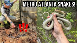 Snake Hunting in Metro Atlanta! Finding Copperheads, Kingsnakes, and More Under Tin!