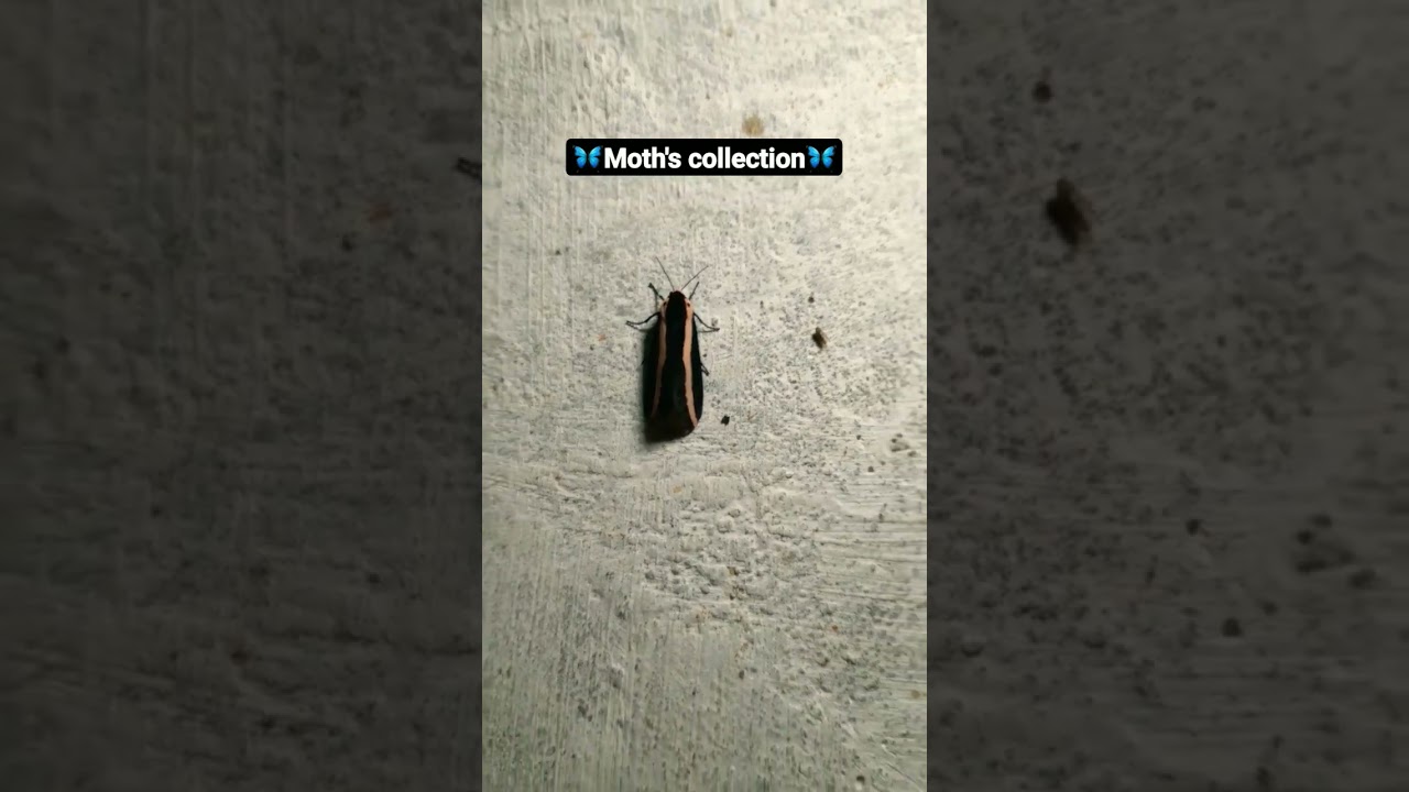 #Moth