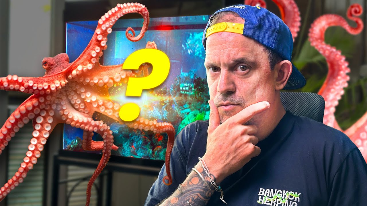 C’EST LA FIN POUR MA PIEUVRE ? (elle a eu des bébés) 🐙😵‍💫- TOOPET