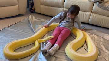 16ft Reticulated Python relaxing on 7 year old.