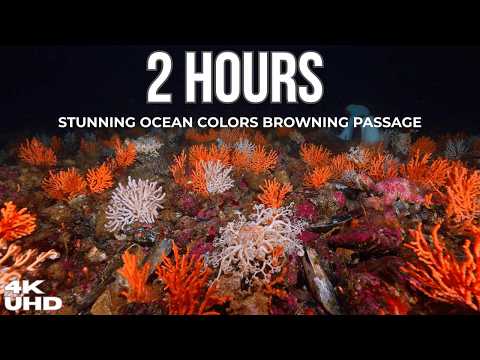 The Hidden Colors of Browning Passage (4K UHD) | 2 Hours of Relaxing Ocean Beauty & Marine Life