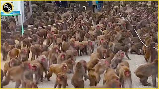 Satisfying Animal Video | Craziest Animal Frenzies & Swarms!