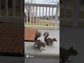 Squirrel Mafia Plays Doorbell Roulette 🐿️😂 | Funny AI Animal Short | #sora #sora2 #shorts