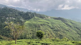 Darjeeling Tea Estate Day 02