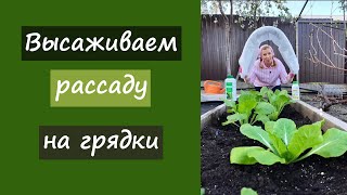 Высаживаем рассаду на грядки