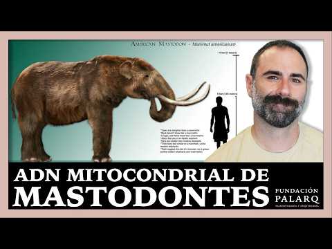 What does ancient DNA reveal about North American mastodons?