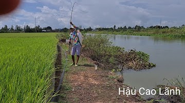 Ngày đi câu cá Tra với 3 điểm câu và 4 chập mưa, Tập 41 - Hậu Cao Lãnh