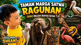 Gajah Jalan Mundur! Momen Unik di Ragunan, Wisata Ragunan Makin Seru.🐘