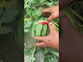 60 Day After Plants Watermelon Fruit in greenhouse #watermelon #fruit