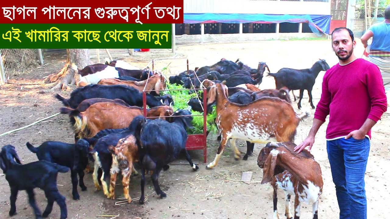ছাগল পালনের আগে খুবই গুরুত্বপূর্ণ তথ্য জানুন এই খামারির থেকে | ১৮টা দিয়ে শুরু এখন ছাগল ৫০টি ১৪ মাসে।