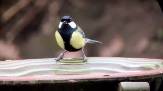 Great Tit Slow Motion