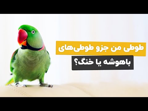 تصویری: چگونه از طوطی آلوده نشویم