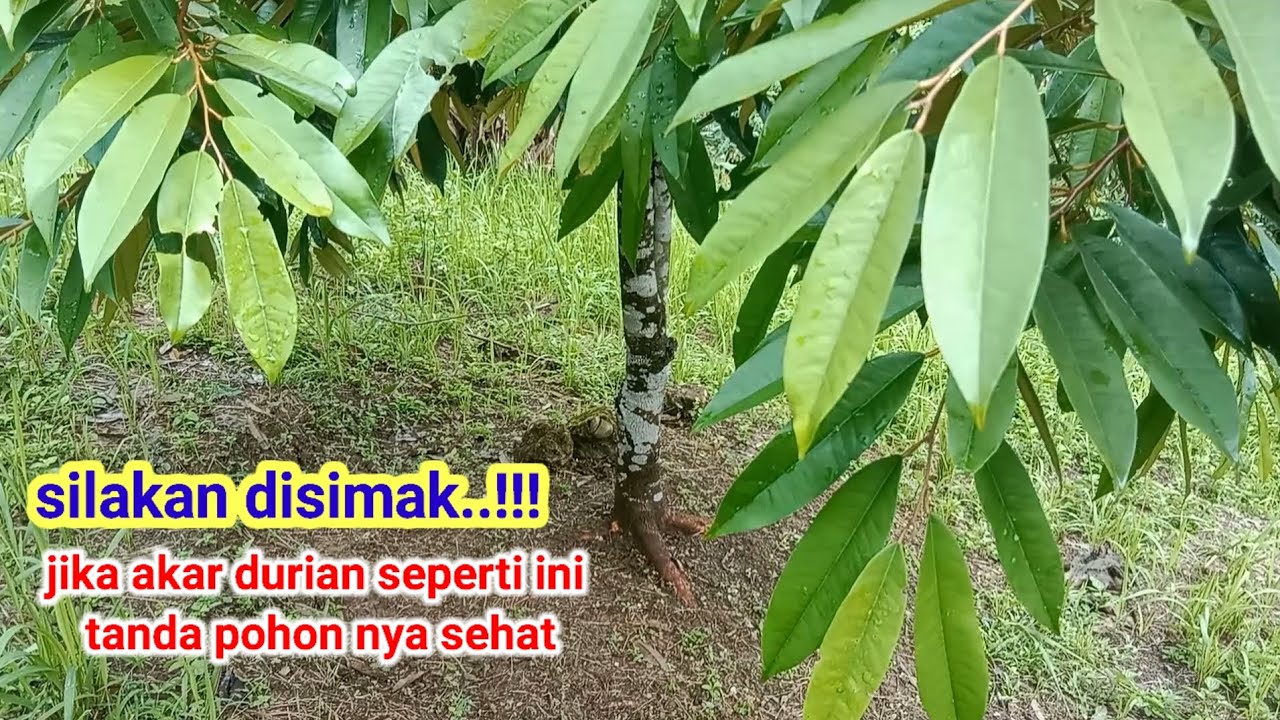 akar durian seperti ini perawatan nya lebih mudah