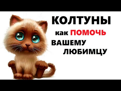 Колтуны у кошки