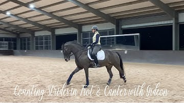Counting Strides in Trot & Canter with Gideon