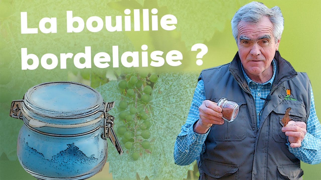 Le traitement à la bouillie bordelaise - Le JardinOscope coté pratique, les  bons gestes à faire au jardin