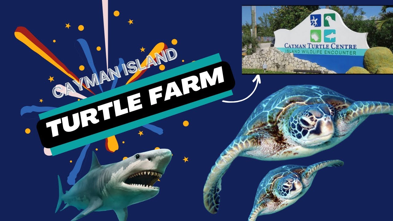turtle tortoise turtle farm in grand cayman షార్క్ ని చూసాము😱😱 YouTube