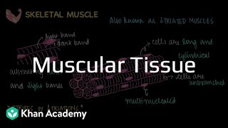 Muscular tissue | Animal Tissues | Grade 9 | Biology | Khan Academy