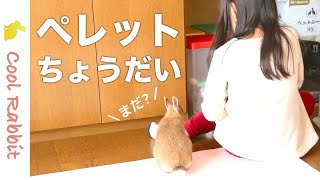 【うさぎ】お姉ちゃんからもらうペレットは美味しいみたいです♪仲良し三姉妹♡【ネザーランドドワーフ】Rabbit vlog #36 Girls and rabbit