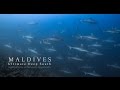 Maldives | Ultimate Deep South 2017 with MV Crown Liveaboard