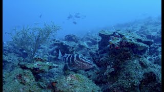 How Conservation Efforts Help The Critically Endangered Nassau Grouper