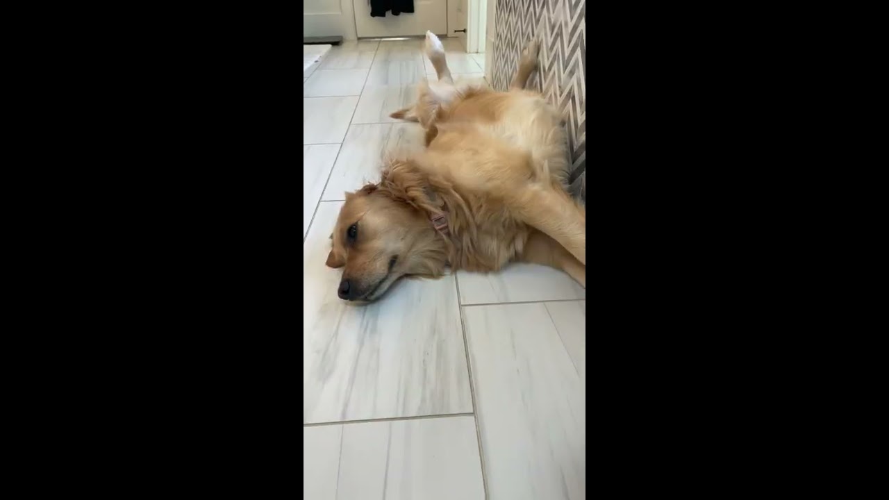 Our Dog Is Rapunzel