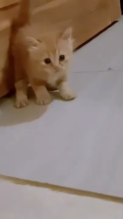 Si Kucing Oyen Lagi Mabok