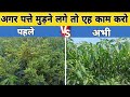 पत्ते मुड़ने पर करें ये उपाय 🌿 | Leaf Curl Virus Control