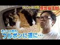 【新しい飼い主さん】サンシャイン池崎さんと保護猫ブルボンが遂に譲渡会に・・・（嗚呼!!みんなの動物園）