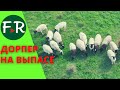 Овцематки с ягнятами на пастбище. Поглотительное скрещивание Романовская овца + бараны Дорпер