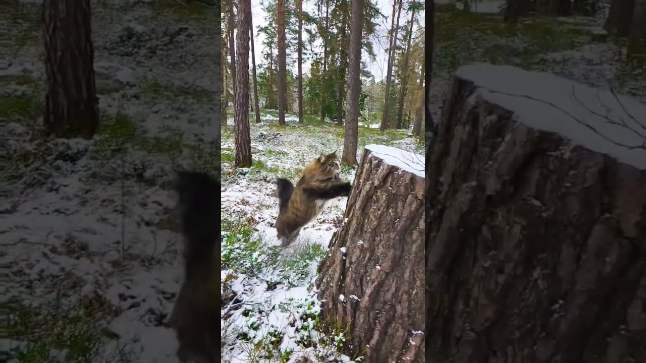 A Happy Norwegian Forest Cat Jumping Forestcat Animal Slowmotion Cutecat