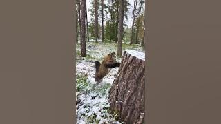 A happy Norwegian forest cat jumping. #forestcat #cat #animal #slowmotion #cutecat
