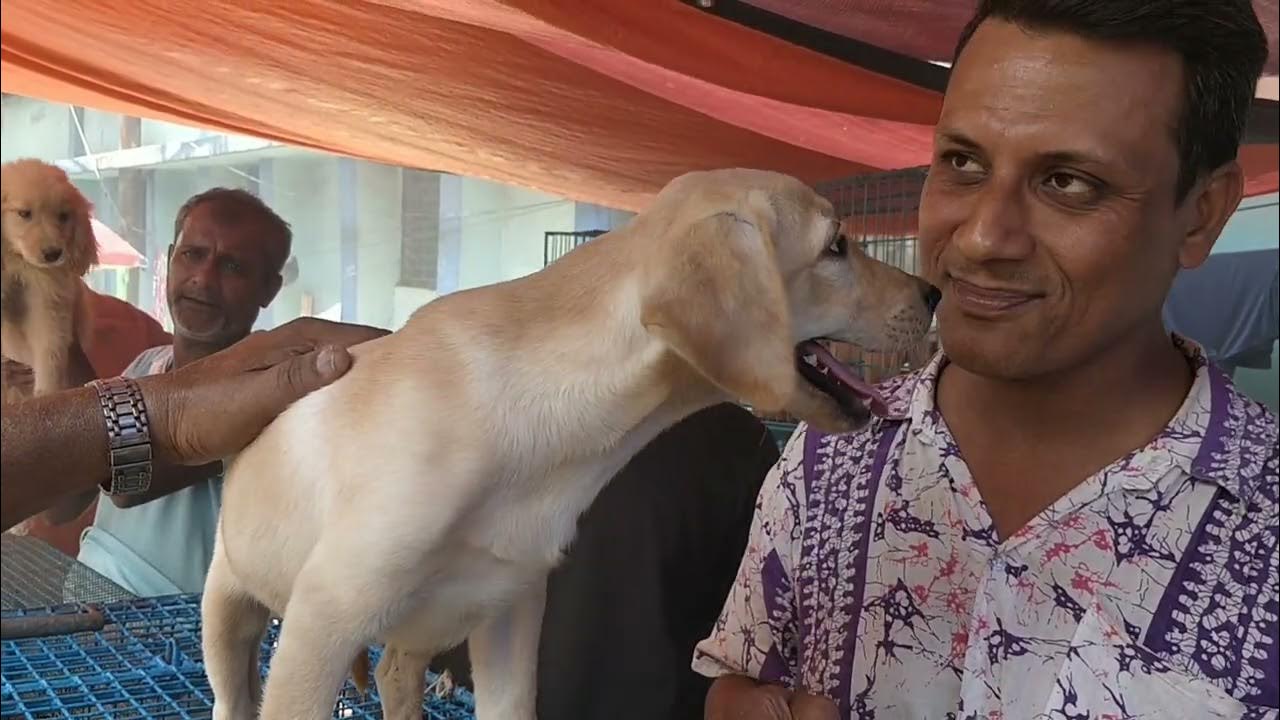 Gallif Street Pet Market Kolkata Recent Dog Puppy Price Update Dog