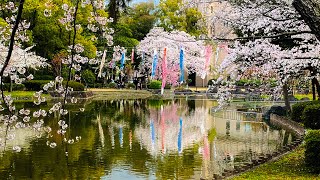 【桜】中村公園2025年4月上旬