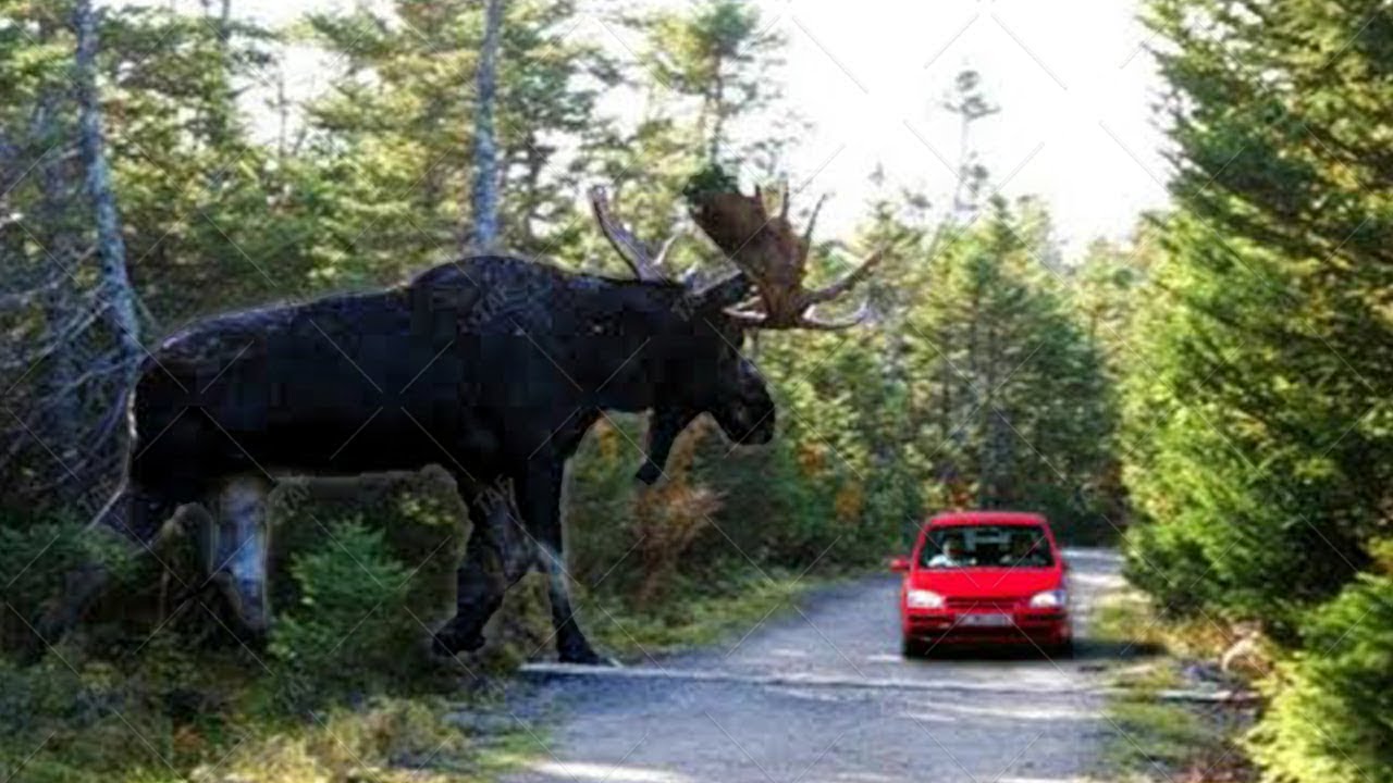 This Moose is WAY Bigger Than You Think YouTube