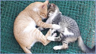 Cute Kitten Wants Some Love 2Stray Cats