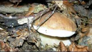 Porcini, 2009 Torino(Fiore).avi