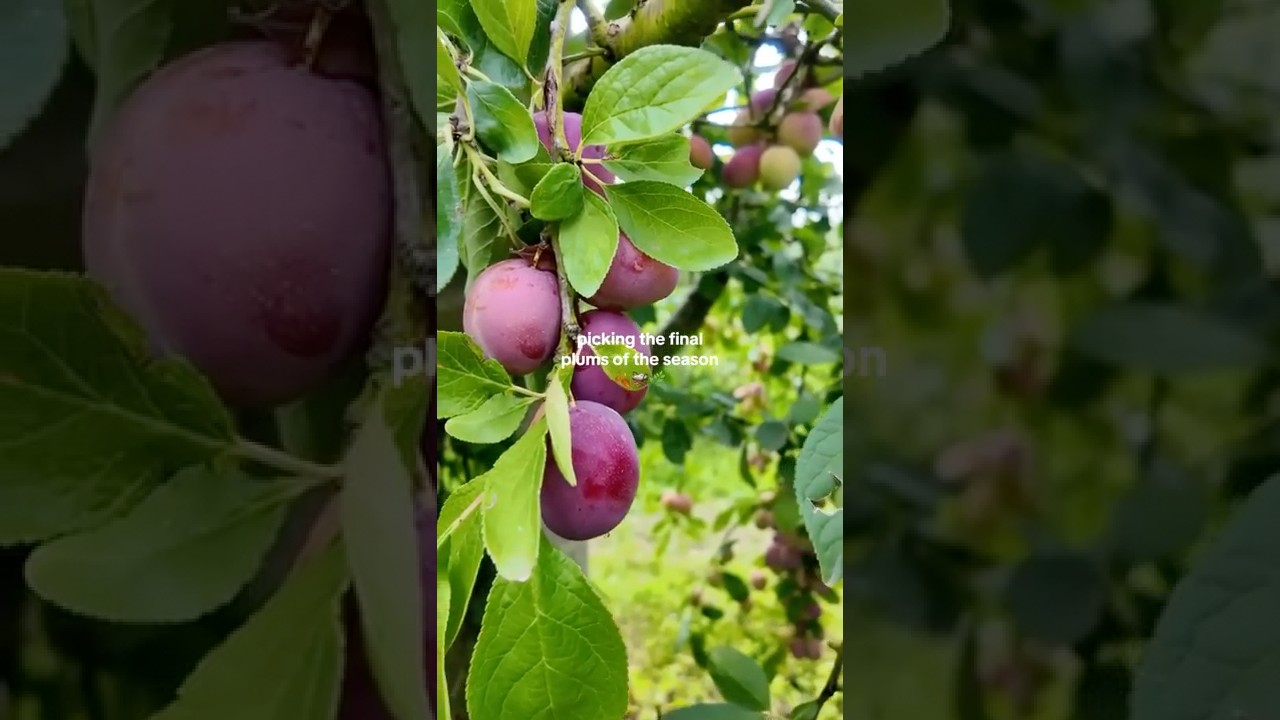Plum Picking at Garson Farm  