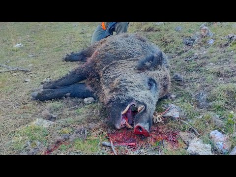 Koca azılıyı devirmeyi başardık wild boar hunting #wild #domuz #wildboar #hunting #avcılık