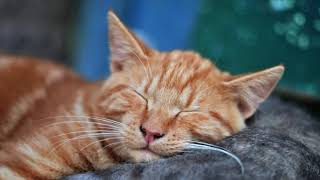 Cat is Napping - Do Not Disturb by CuteCats LoveLove 17 views 2 years ago 5 minutes, 1 second