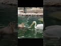 pelican Bird