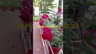 No Matter What The Flower Is Looking At It Makes Me Happy because No Matter How Someone Behaves Flowers Never Give Up Their Religion